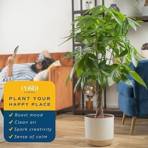 Money Tree Live Plants, Pack of 2 | Easy to Grow Indoor Houseplants in 10-Inch Plant Pots | 3-4 Feet Tall Bonsai | Home, Office, or Room Decor | Birthday, Housewarming Gift