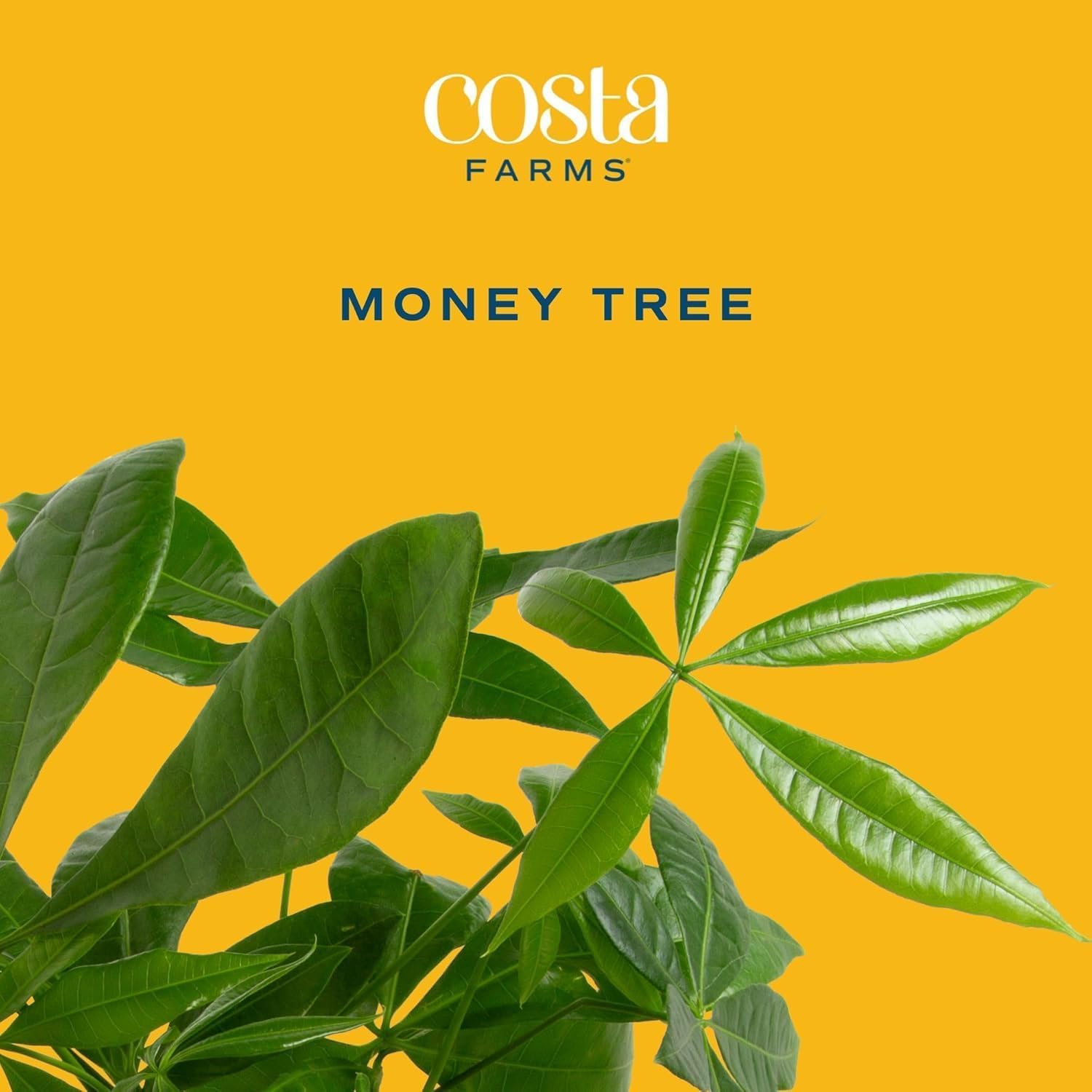 Money Tree Live Plants, Pack of 2 | Easy to Grow Indoor Houseplants in 10-Inch Plant Pots | 3-4 Feet Tall Bonsai | Home, Office, or Room Decor | Birthday, Housewarming Gift