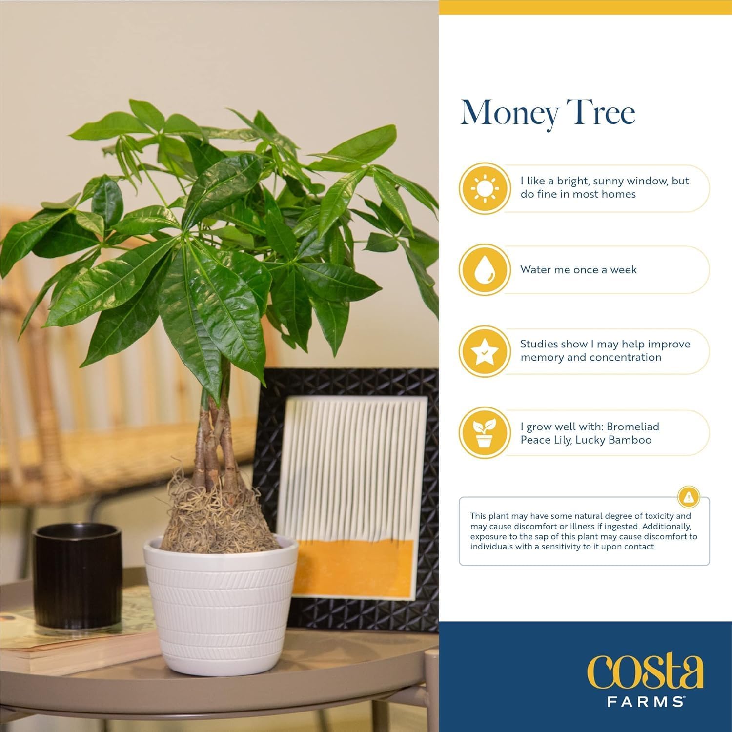 Money Tree Live Plants, Pack of 2 | Easy to Grow Indoor Houseplants in 10-Inch Plant Pots | 3-4 Feet Tall Bonsai | Home, Office, or Room Decor | Birthday, Housewarming Gift