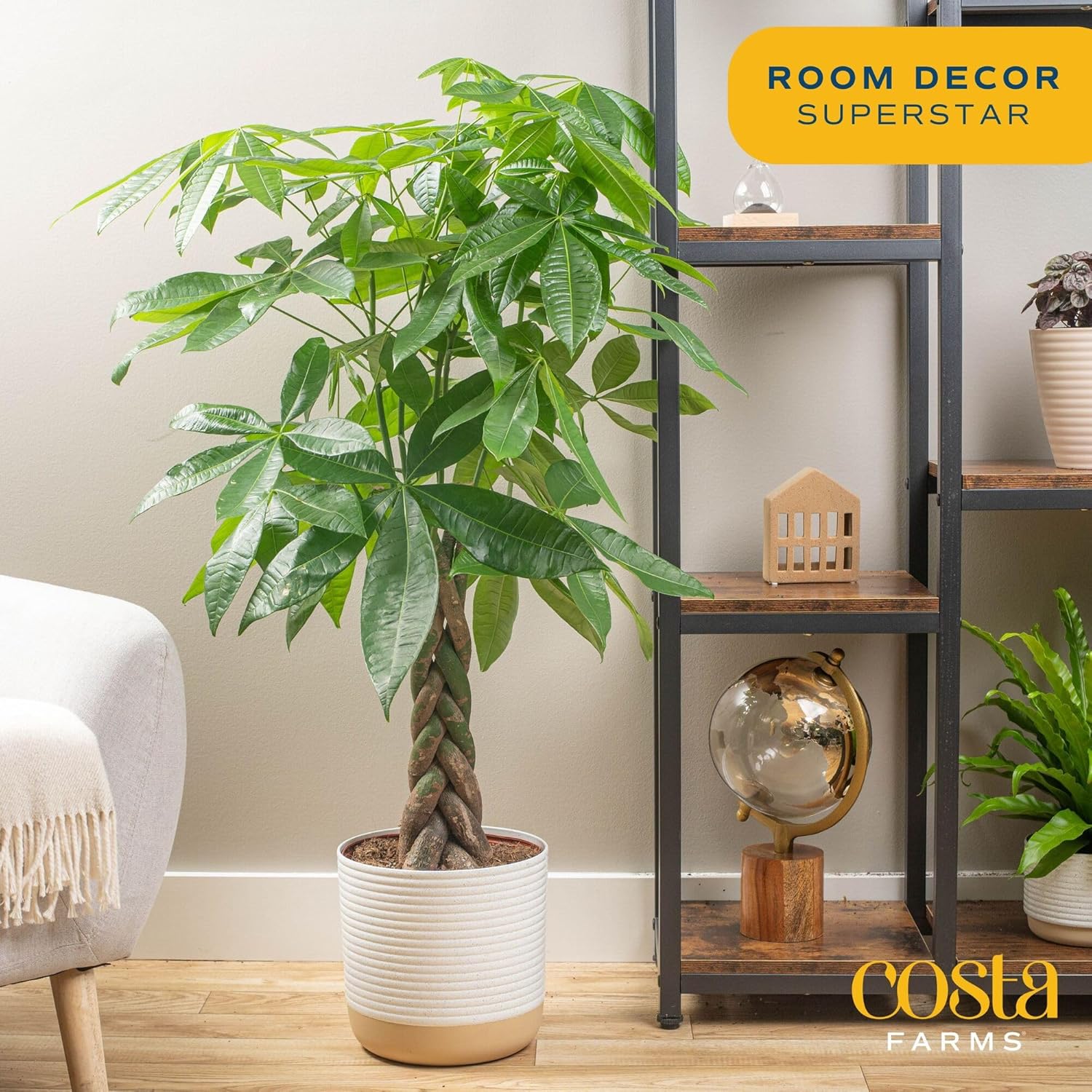 Money Tree Live Plants, Pack of 2 | Easy to Grow Indoor Houseplants in 10-Inch Plant Pots | 3-4 Feet Tall Bonsai | Home, Office, or Room Decor | Birthday, Housewarming Gift