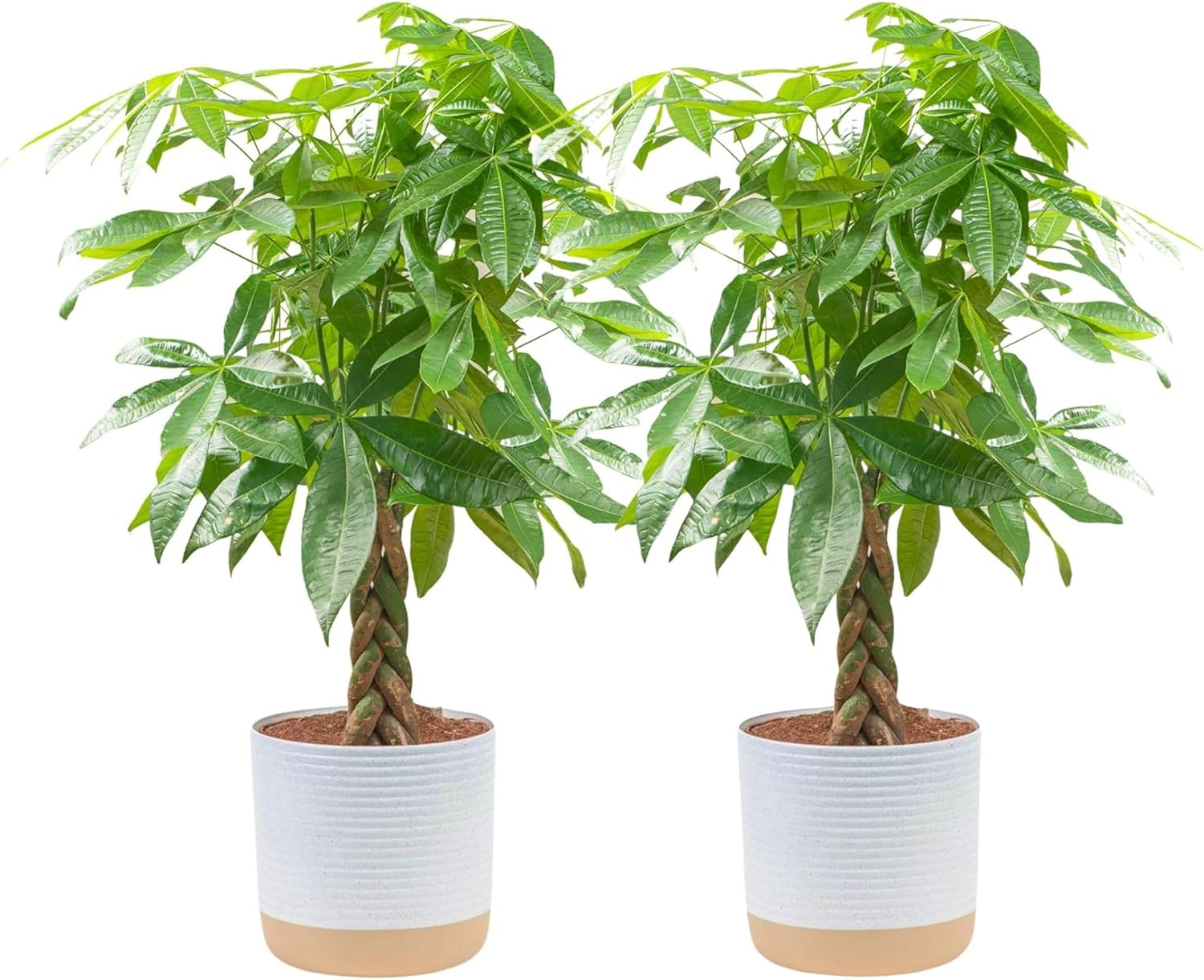 Money Tree Live Plants, Pack of 2 | Easy to Grow Indoor Houseplants in 10-Inch Plant Pots | 3-4 Feet Tall Bonsai | Home, Office, or Room Decor | Birthday, Housewarming Gift