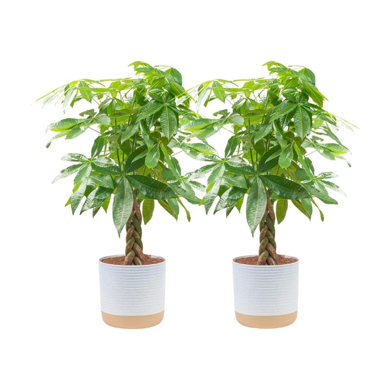 Money Tree Live Plants, Pack of 2 | Easy to Grow Indoor Houseplants in 10-Inch Plant Pots | 3-4 Feet Tall Bonsai | Home, Office, or Room Decor | Birthday, Housewarming Gift
